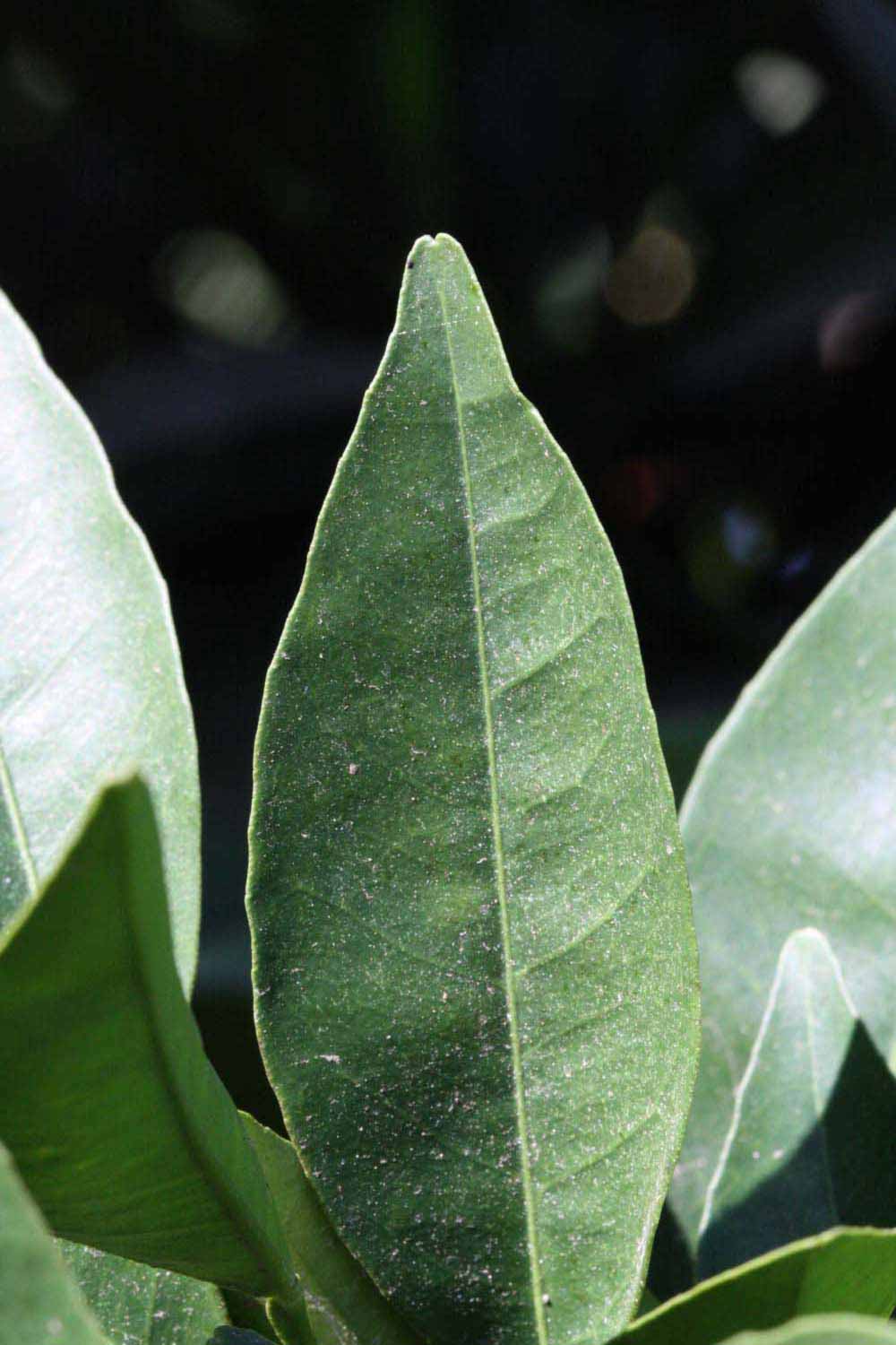              Margin (Riverside, CA)       